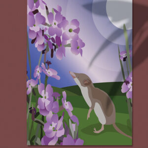 Maltese Shrew Canvas 60x45cm (Endemic)