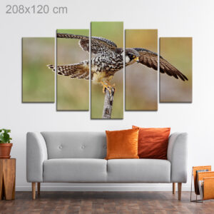 Amur Falcon in Thailand