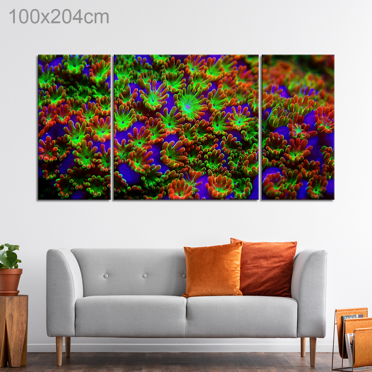 Rare Montipora Rainbow Macro Polyps Coral