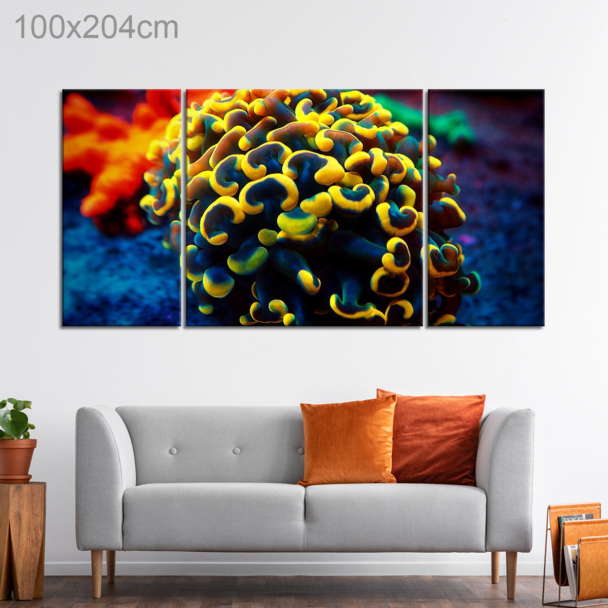 Euphyllia Hammer Coral