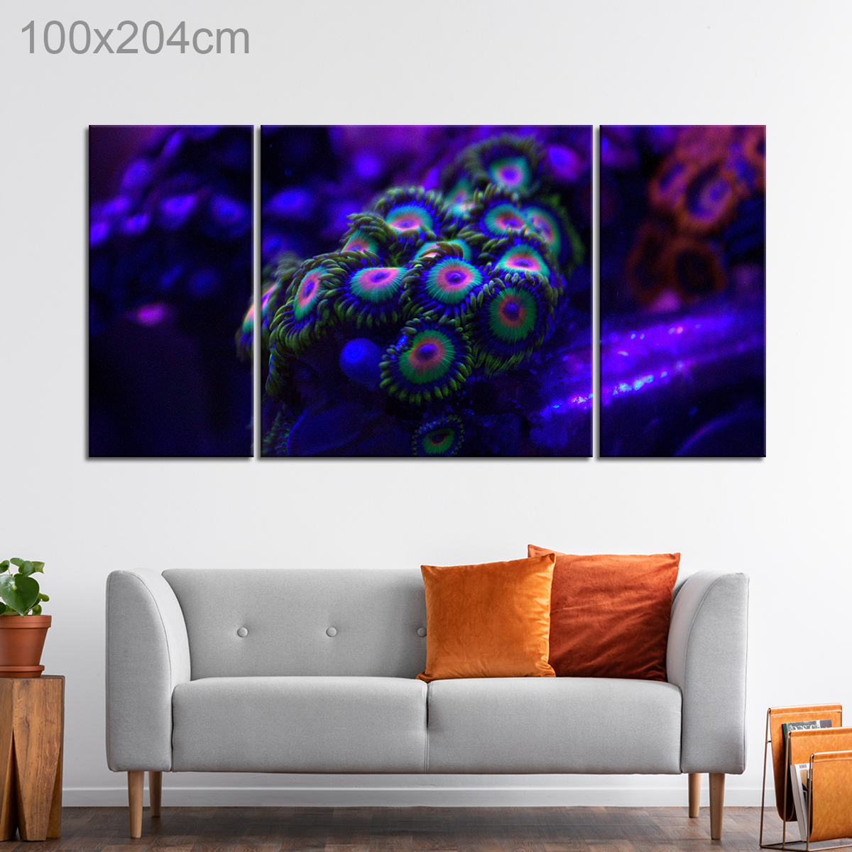 Rasta Zoanthid Coral