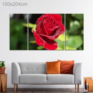 Close Up of a Red Rose