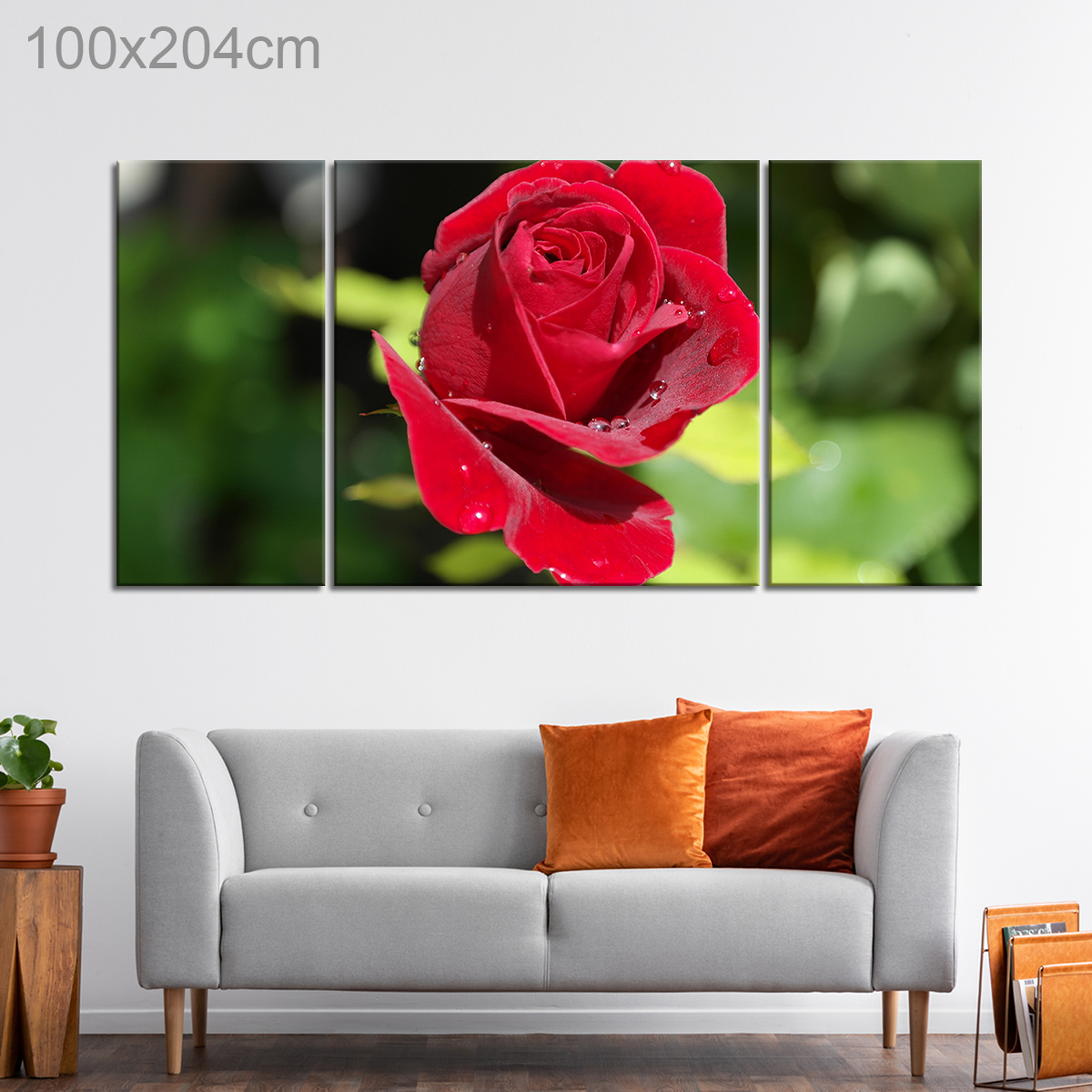 Close Up of a Red Rose