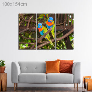 Multi Colored Lori Parrots