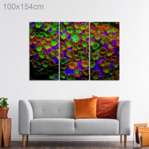 Rare Montipora Rainbow Macro Polyps Coral