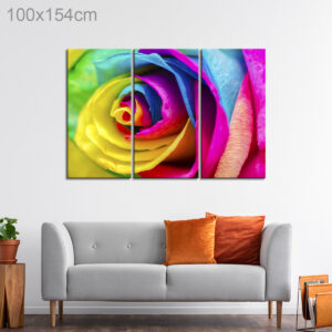 Colorful Rose Close Up