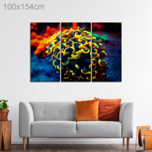 Euphyllia Hammer Coral