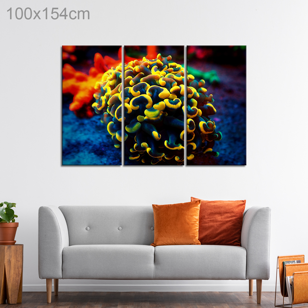 Euphyllia Hammer Coral