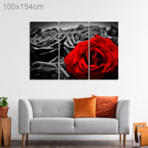 Red Rose on a Black Background