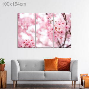 Cherry Blossoms