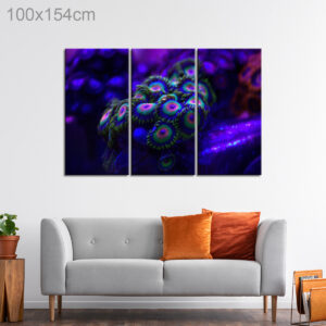 Rasta Zoanthid Coral