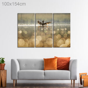 Duck Swimming in a Lake