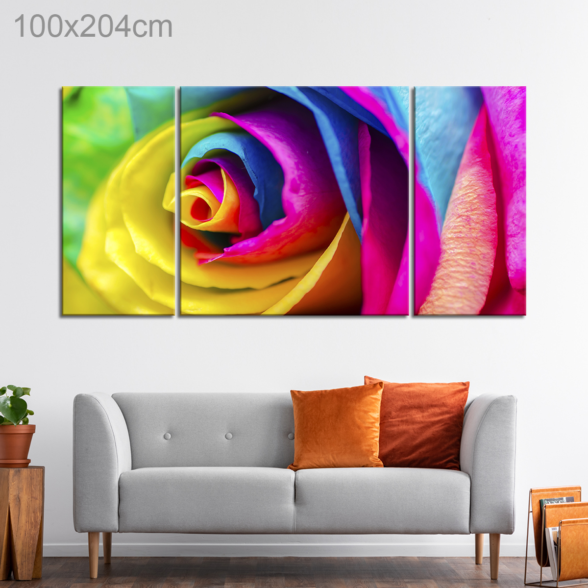 Colorful Rose Close Up