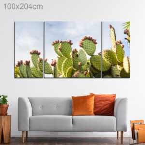 Cacti