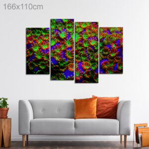 Rare Montipora Rainbow Macro Polyps Coral