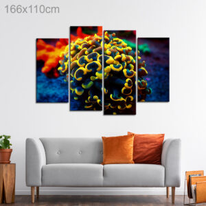 Euphyllia Hammer Coral