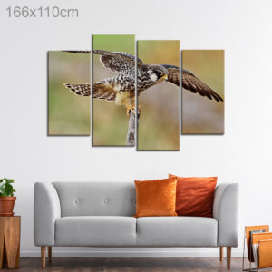 Amur Falcon in Thailand