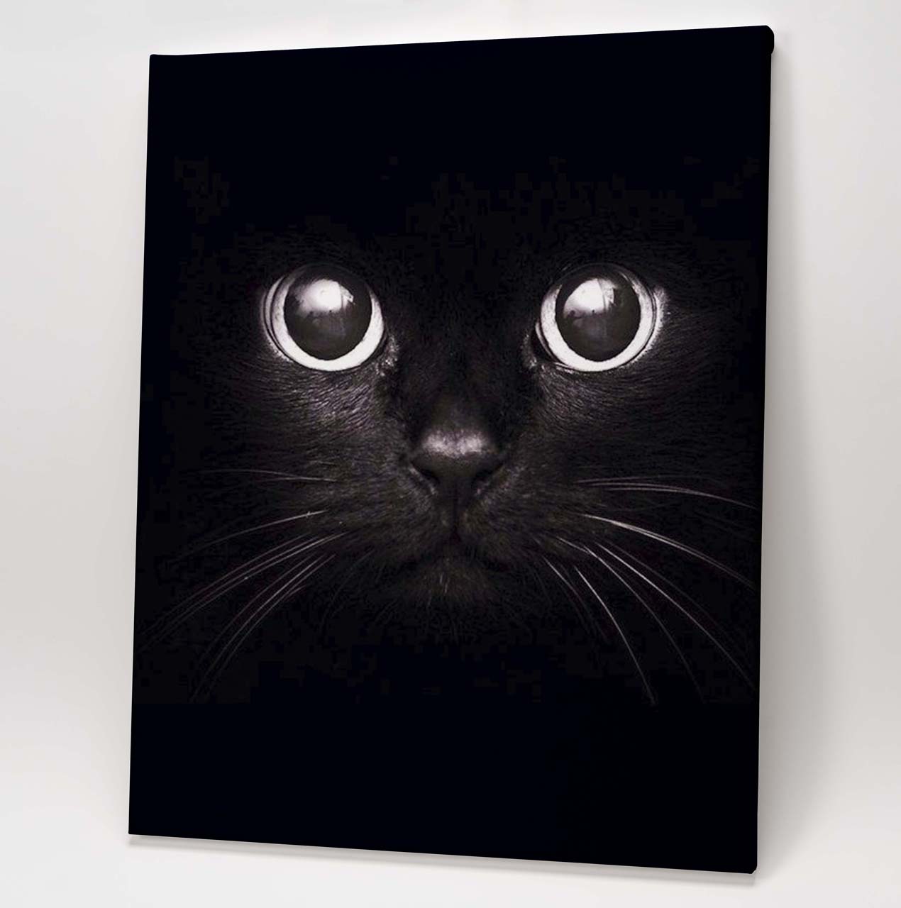 Shadow Kitten - Image 2