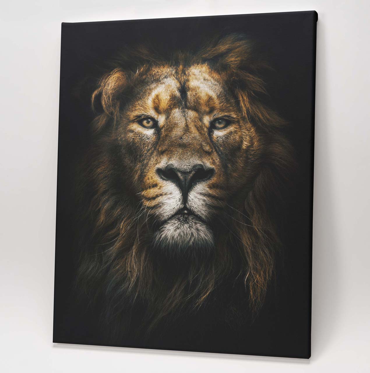 King of the Jungle - Lion Portrait - Image 2