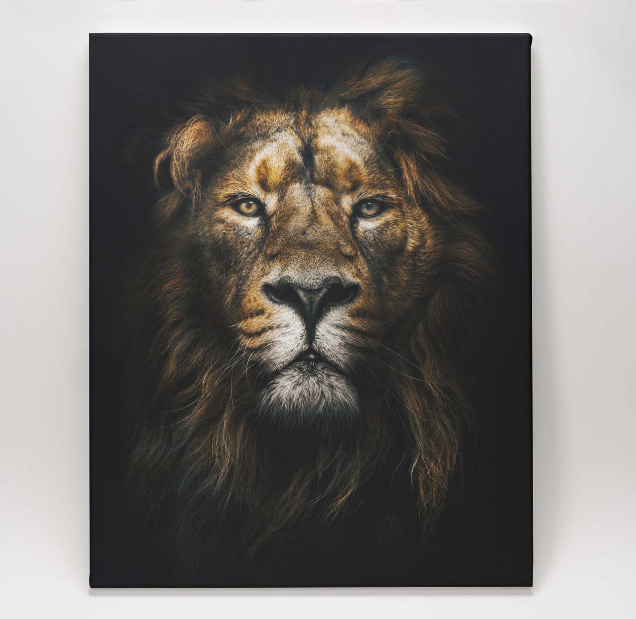 King of the Jungle - Lion Portrait